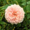 Cottage Rose